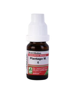 Plantago M